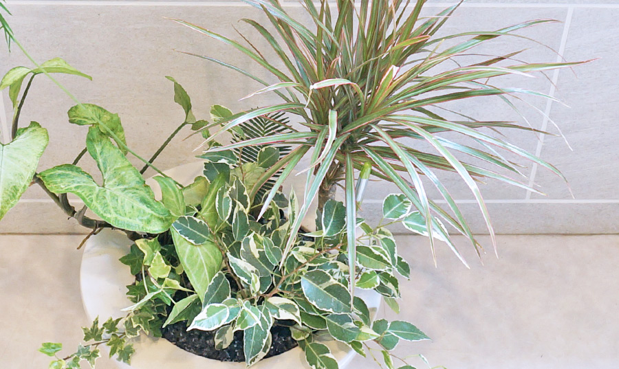 空気浄化植物