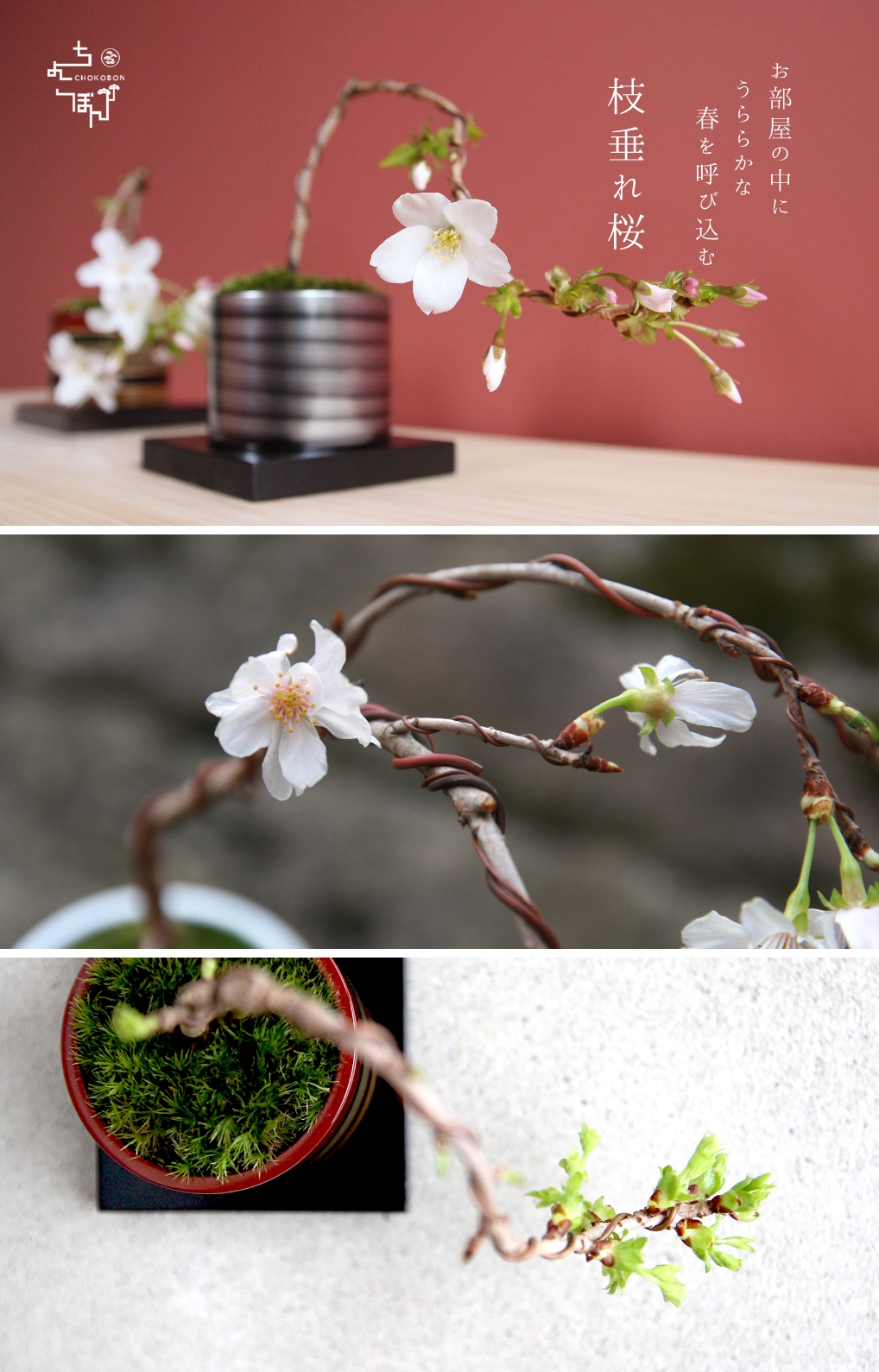 ミニ盆栽,桜,プレゼント