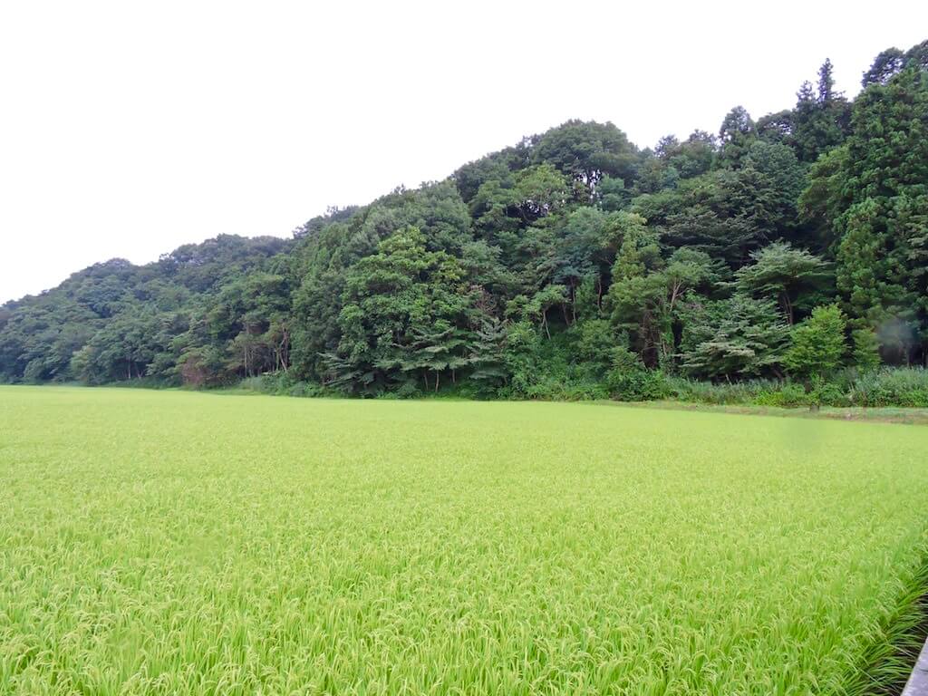 武川米の栽培の様子