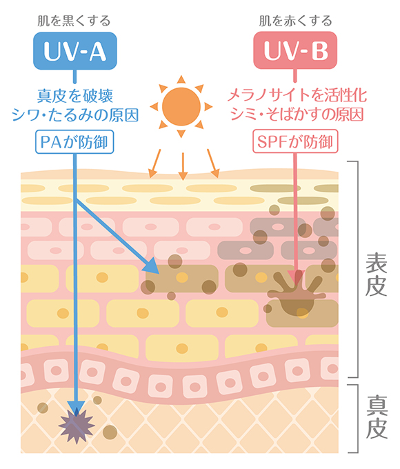 紫外線の皮膚へのダメージ図2