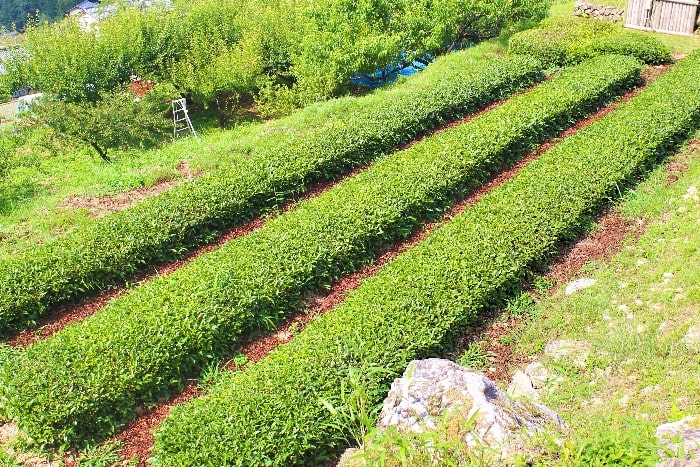 茶畑の画像