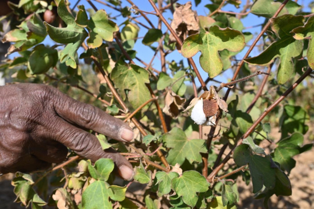 The seeds of indigenous cotton tend to open downwards.