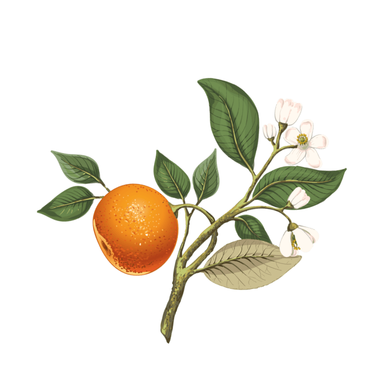 オレンジのイラスト