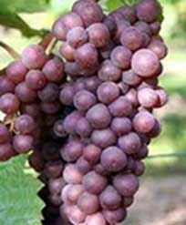 赤ワインのブドウ品種 ネロ・ダヴォラ