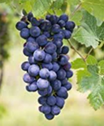 赤ワインのブドウ品種 バルベーラ