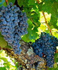 赤ワインのブドウ品種 カリニャン