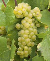 赤ワインのブドウ品種 バルベーラ