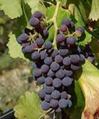 赤ワインのブドウ品種 カベルネ・フラン