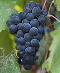 赤ワインのブドウ品種 メルロー