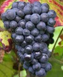 赤ワインのブドウ品種 Meunier