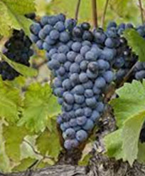赤ワインのブドウ品種 ムールヴェードル