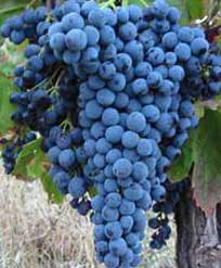 赤ワインのブドウ品種 ネロ・ダヴォラ