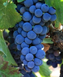 赤ワインのブドウ品種 カベルネ・フラン