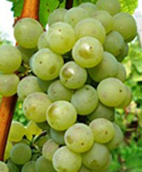 赤ワインのブドウ品種 シルヴァーナ