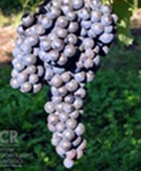 赤ワインのブドウ品種 ジンファンデル/プリミティーヴォ