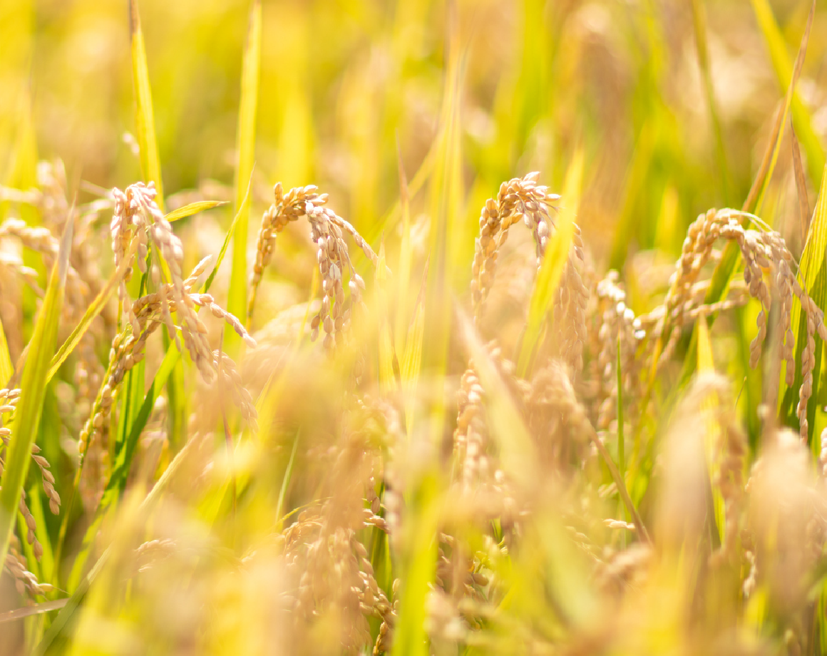 ����(����)