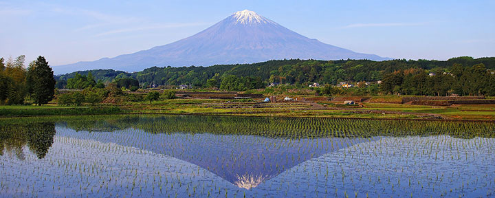 水田と富士山