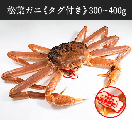 西日本海でとれたズワイ蟹　300〜400g前後：送料無料／即日発送