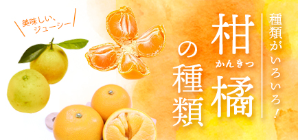 柑橘の種類