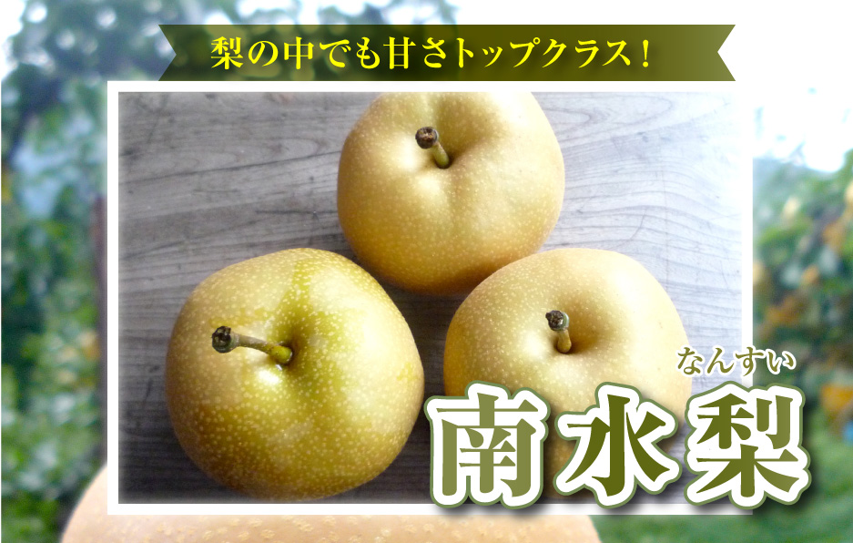 リピーターの多い鳥取県産「南水梨」甘さをしっかり感じられる梨5kg