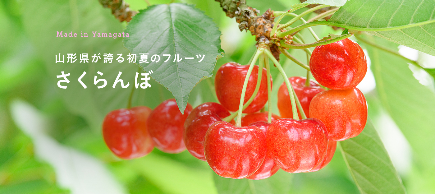山形県が誇る初夏のフルーツ　さくらんぼ「佐藤錦」