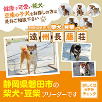 静岡県磐田市の柴犬・豆柴ブリーダーです