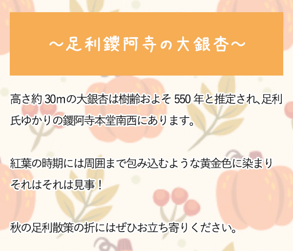 ～足利鑁阿寺の大銀杏～　高さ約30ｍの大銀杏は樹齢およそ550年と推定され、足利氏ゆかりの鑁阿寺本堂南西にあります。
