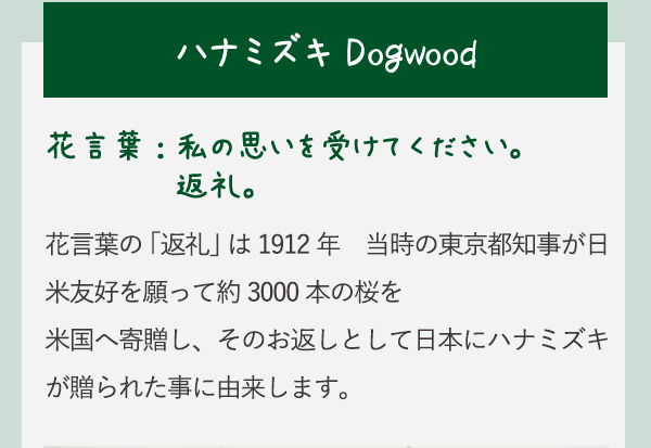 ハナミズキ Dogwood