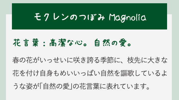 モクレンのつぼみ Magnolia