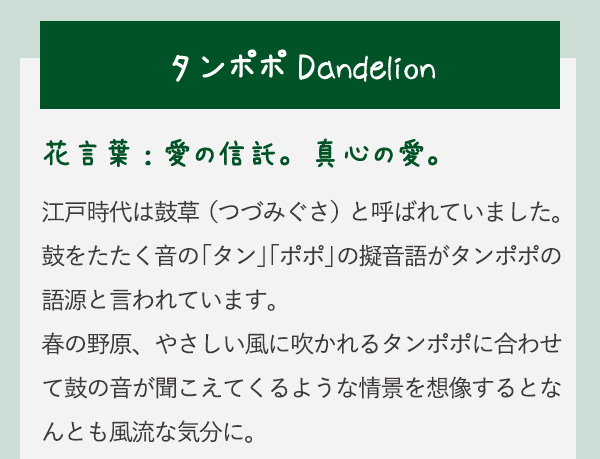 タンポポ Dandelion