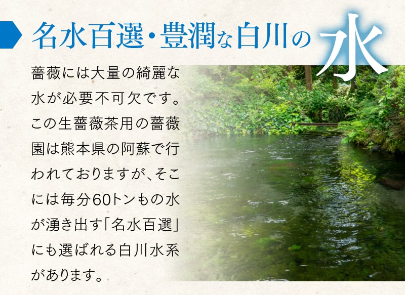 「名水百選・豊潤な白川の水」薔薇には大量の綺麗な水が必要不可欠です。この生薔薇茶用の薔薇園は熊本県の阿蘇で行われておりますが、そこには毎分60トンもの水が湧き出す「名水百選」にも選ばれる白川水系があります。