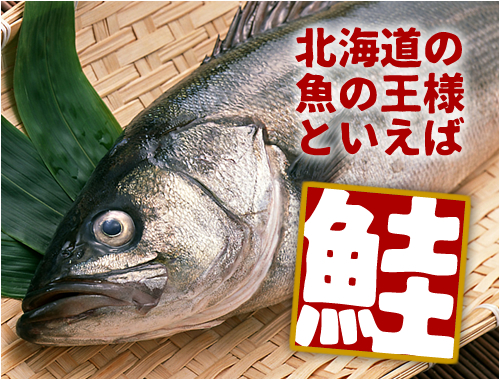 北海道の魚の王様【鮭】