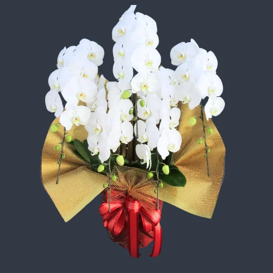 胡蝶蘭 熟成胡蝶蘭 シャイニーピンク 3本立 27輪～ 底面給水プランター - 胡蝶