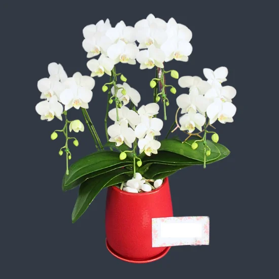 熟成胡蝶蘭 シャイニーピンク 3本立 27輪～ 底面給水プランター - 胡蝶