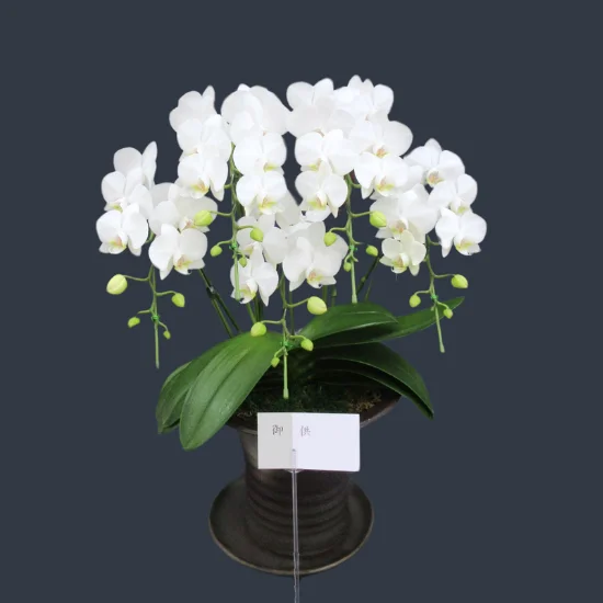 花卉5 大輪胡蝶蘭 白 5本立 60～69輪 - 胡蝶蘭専門店 Lian