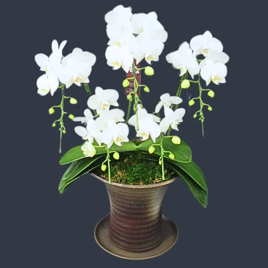 胡蝶蘭苗　胡蝶蘭　ゴールデンマンボ　5.5寸鉢　2鉢価格 ミディ胡蝶蘭 ゴールデンマンボ 3本立 | 花工房エーデルワイス