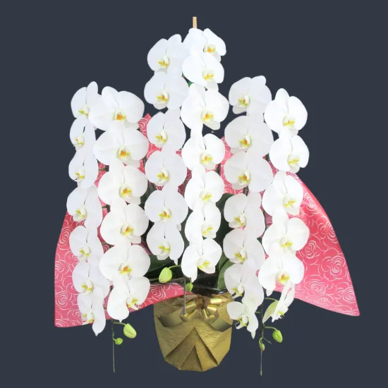 胡蝶蘭苗　胡蝶蘭　ゴールデンマンボ　5.5寸鉢　2鉢価格 胡蝶蘭苗 胡蝶蘭 ゴールデンマンボ 5.5寸鉢 2鉢価格