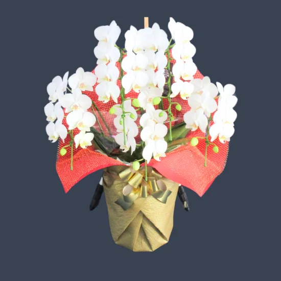 商品検索 - 胡蝶蘭専門店 Lian ～第45回日本農業賞にて大賞を受賞した