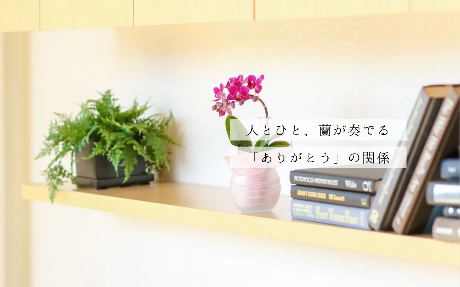 お客様の声 - 胡蝶蘭専門店Lian