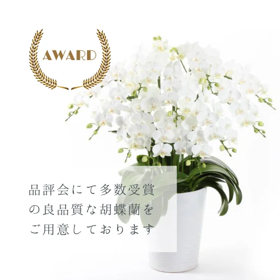品評会にて多数受賞の良品質な胡蝶蘭をご用意しております
