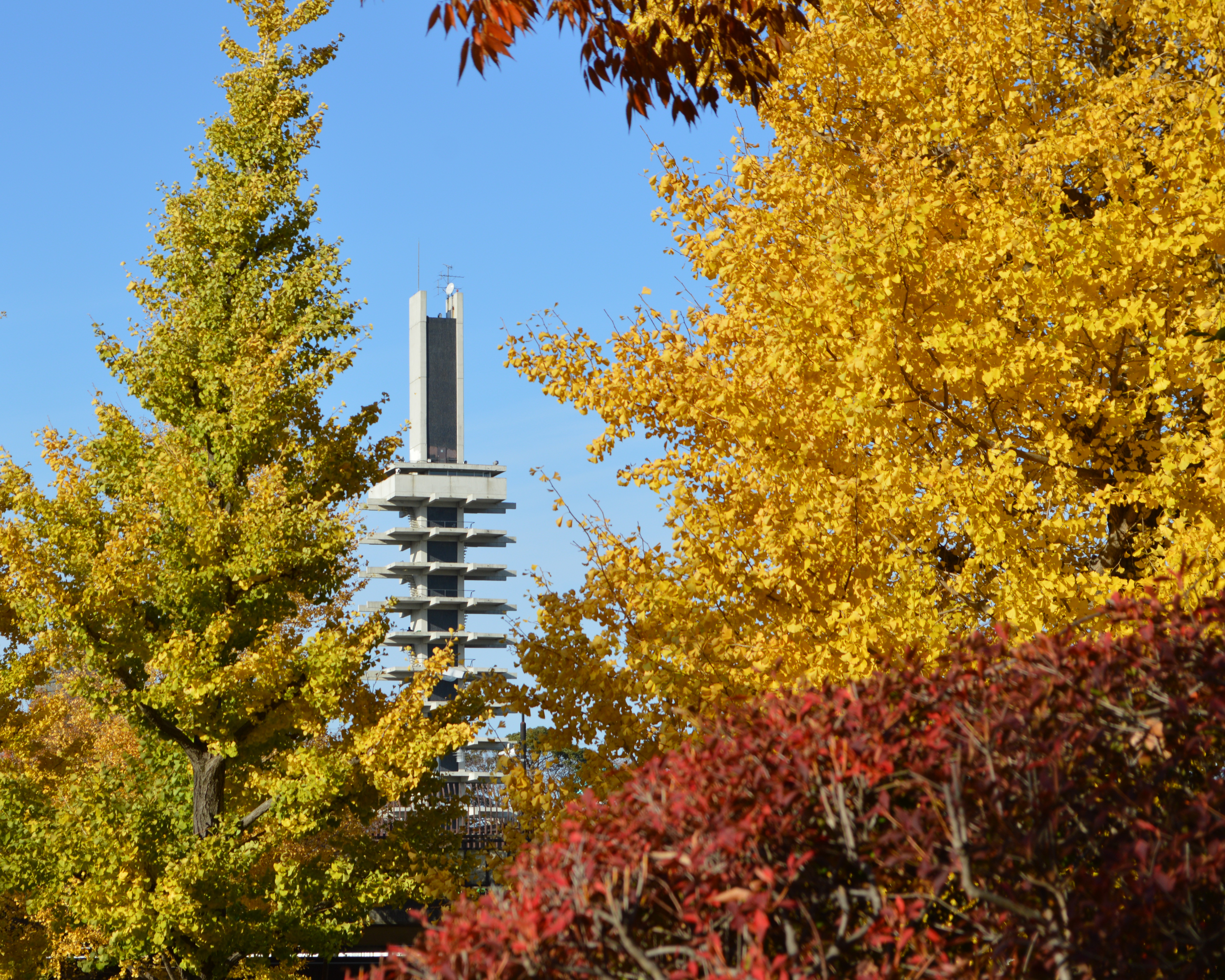 紅葉がきれいな駒沢オリンピック公園